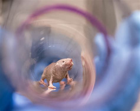 Study Unlocks Clues In Mystery Of Naked Mole Rats Exceptional Fertility