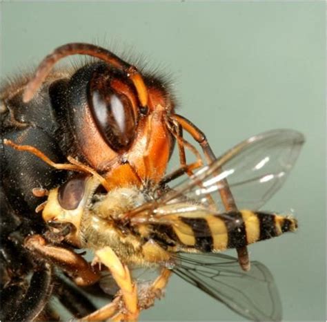 9 Hornet Facts They Love Bees And Their Honey Odd Facts