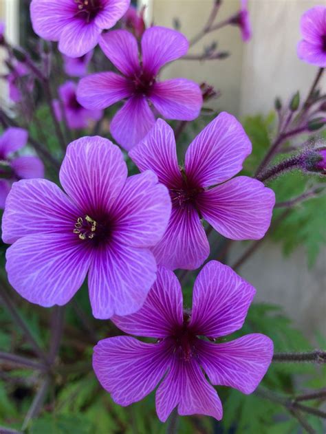 Geranium Maderense Long Lasting Blooms For Your Garden