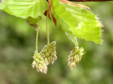 Flor De Bach Beech Haya