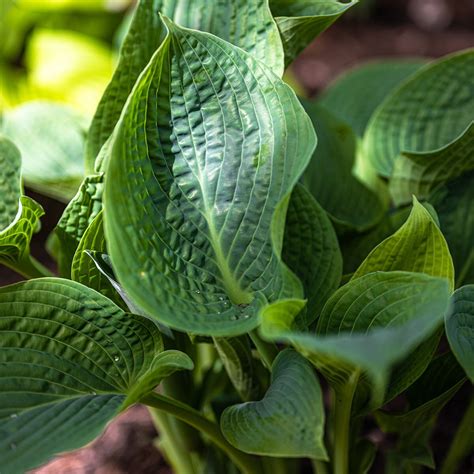 Hosta X Blue Hawaii Plantain Lily Siteone