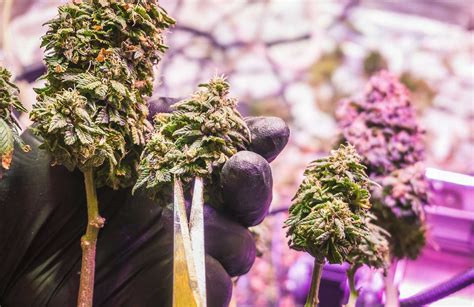 How To Maximize Yield And Quality Of Cannabis Plants