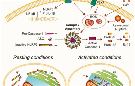 Mitochondria Associated Membranes Mams And Pathologies