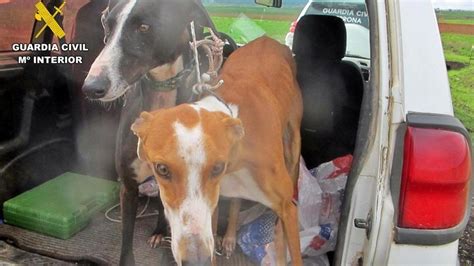 Diez investigados por cazar liebres con galgos sin autorización en la