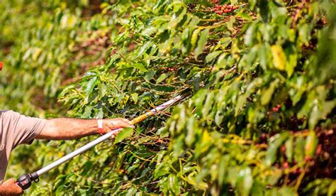 Embrapa disponibiliza curso sobre poda do cafeeiro arábica AGRONEGÓCIO