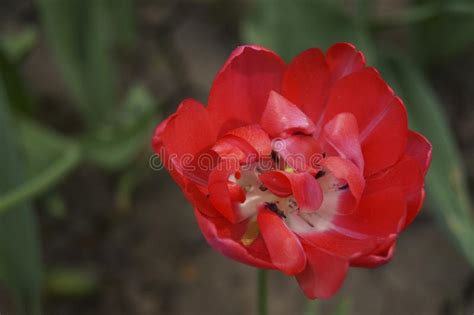 Red Tulip Growing in the Garden Stock Photo - Image of growing, colored ...