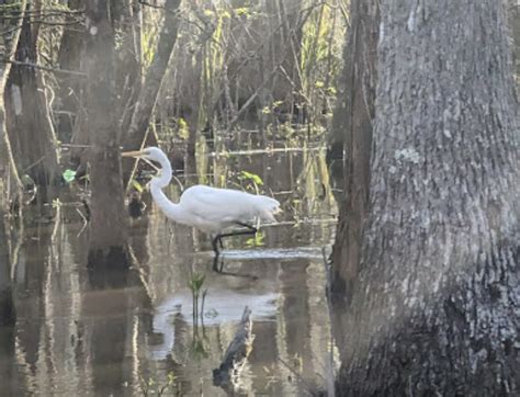 The Best New Orleans Swamp Tour Cajun Encounters Reviews