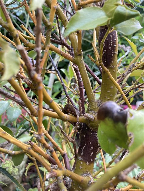 Whats Wrong With My Holly — Bbc Gardeners World Magazine