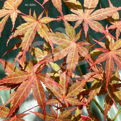 Acer Palmatum Nanase Gawa Rable Du Japon Palmatia Plantes