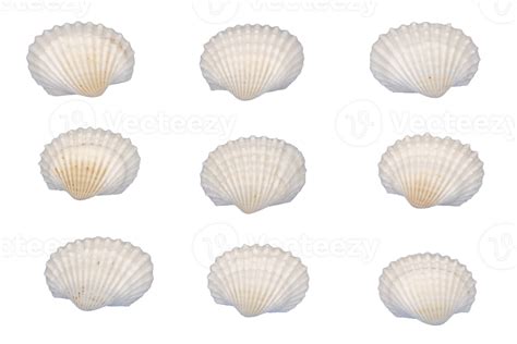 Collection Of White Seashells Element 30816530 Png