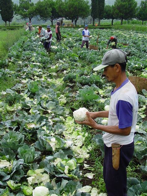 How To Grow Cabbage 9 Tips For Growing Cabbage Eathappyproject