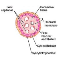 Immunology Of Pregnancy Flashcards Quizlet