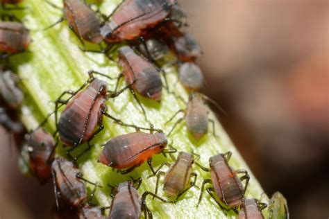 Pragas Mais Comuns Na Horta E Como Combat Las Pomar E Horta Sustent Veis