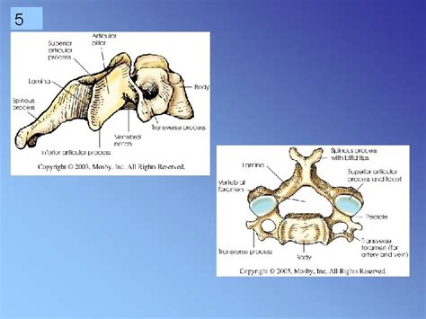 1 Cervical Spine Rtec 124 Week 6 Rev