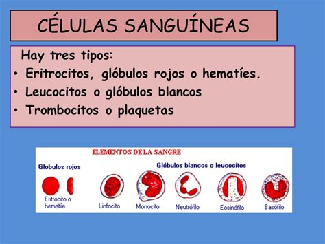 Clasificacion De Las Celulas Sanguineas Y Su Funcion Compartir Celular