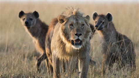 La vidéo impressionnante du face à face entre un lion et une meute de