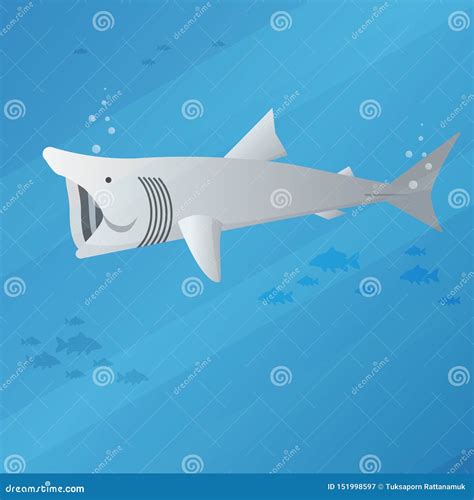 Basking Shark Stock Vector Illustration Of Beautiful 151998597