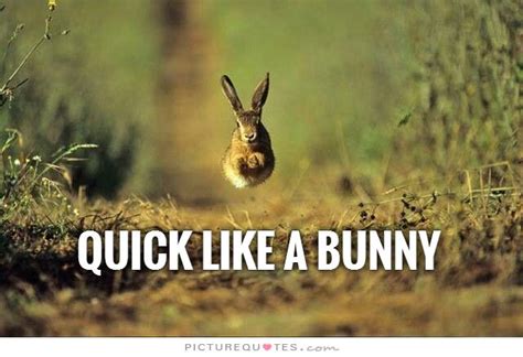 Bunnies With Baby Cute Funny Quotes Quotesgram