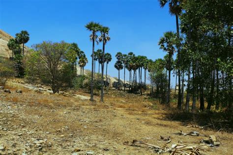 Forest Area In Tamil Nadu Stock Photo Image Of Beautiful 165450002