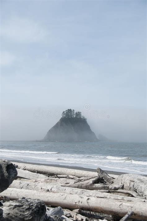 Misty Mountain Con El Bosque Y La Madera De Deriva En La Costa En