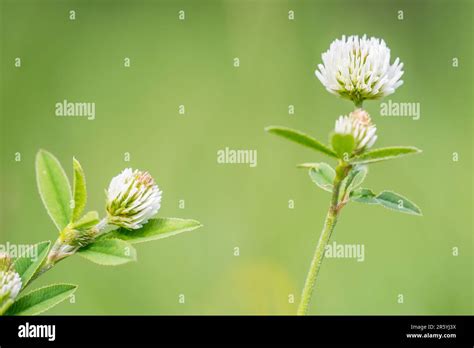 Trifolium Montanum The Mountain Clover Is A Plant Species Of The