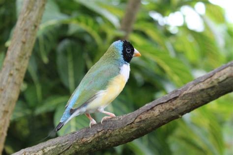 Free Images Nature Wildlife Beak Fauna Lorikeet Birds