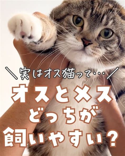 【驚愕】オス猫とメス猫の飼いやすさを比較していたら衝撃の事実が判明！｜ねこぞー