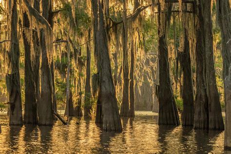Usa Louisiana Atchafalaya Basin Photograph By Jaynes Gallery Fine