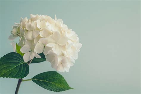 Hydrangea Geranium Blossom Flower Premium Photo Rawpixel