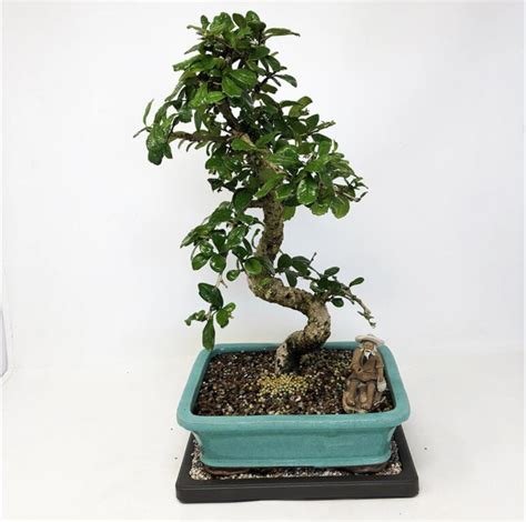 Fukien Tea Carmona Retusa Suppliers Fukien Tea Carmona Retusa