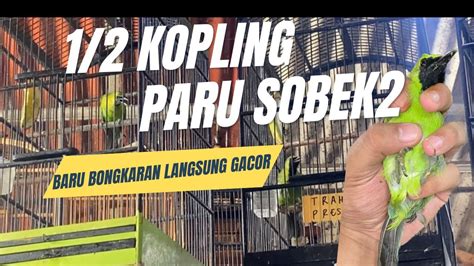 CAK IJO BARU DI BONGKAR LANGSUNG GACOR TEMBAKAN LOVEBIRD SIRI SIRI