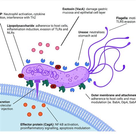 Pdf Helicobacter Pylori And The Role Of Lipopolysaccharide Variation