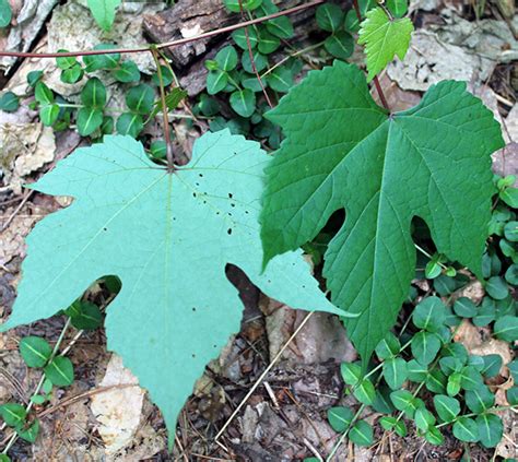 Hikers Guide To The Trees Shrubs And Vines Of Ricketts Glen State