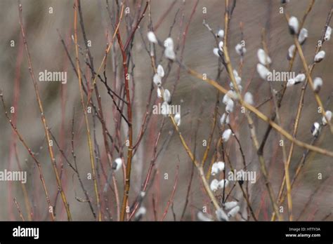 Pussy Willow Salix Discolor Catkins Budding In Late Winter Along A Roadside Ditch In South