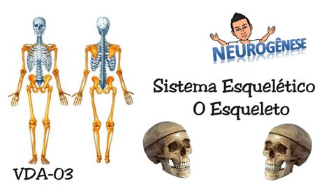 O Esqueleto Fun Es E Divis Es V Deo Aula Youtube