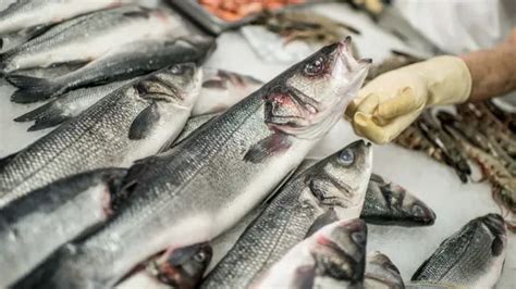 Corvina O La Lubina Cu L Elegir Para Llevar Al Plato Y Cu Les Son Sus