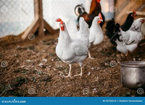 Chicken Broilers Poultry Farm Stock Photo Image Of Female Living