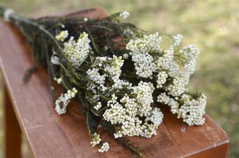 Preserved White Rice Flower The Blaithin Blair Shop