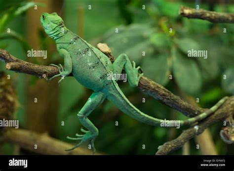 Plumed Basilisk Basiliscus Plumifrons Also Known As The Green