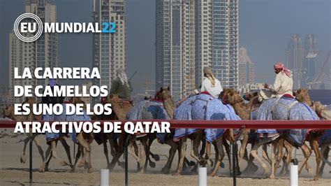 La Carrera De Camellos Es Uno De Los Atractivos De Qatar YouTube