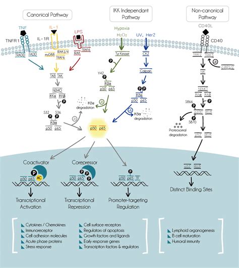 arigo NFkB Signalling Pathway products. - News - Company - Arigo ... 