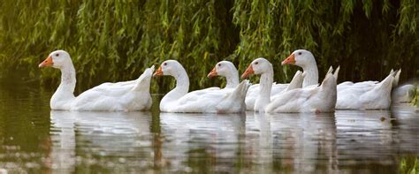 Meet Our Rescued Geese Goodheart Animal Sanctuaries