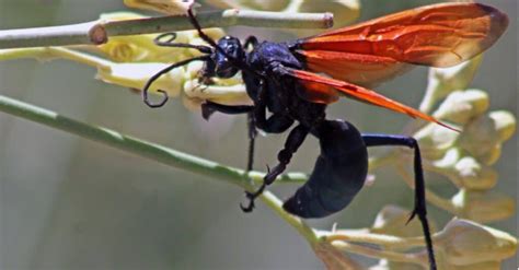 Tarantula Hawk - A-Z Animals