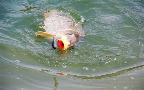 野生大鯉魚的習性、食物和釣法詳解攻略 幫你成功釣獲野生大鯉魚 每日頭條