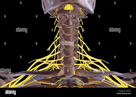 The nerves of the neck Stock Photo - Alamy