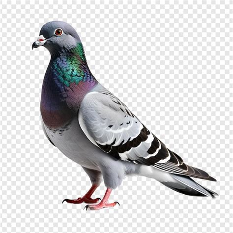 Premium Psd Pigeon Bird Png Isolated On Transparent Background