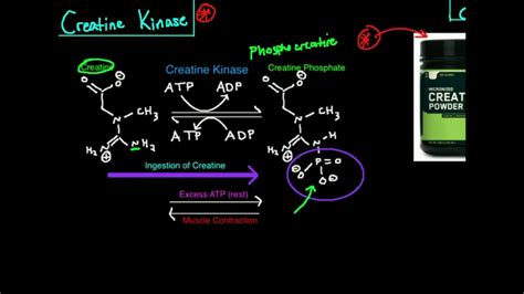 Phosphocreatine Pathway