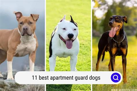 11 Best Apartment Guard Dogs With Photos Oodle Life