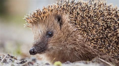 75 Fascinating Hedgehogs Facts