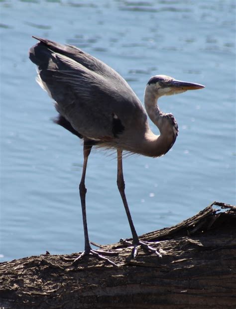 Great Blue Heron Habitat